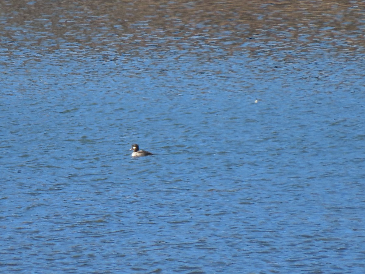 Bufflehead - ML610848114