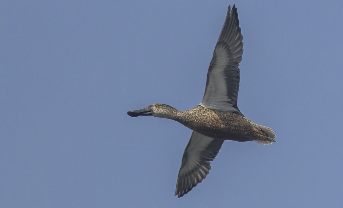 Northern Shoveler - ML610848229