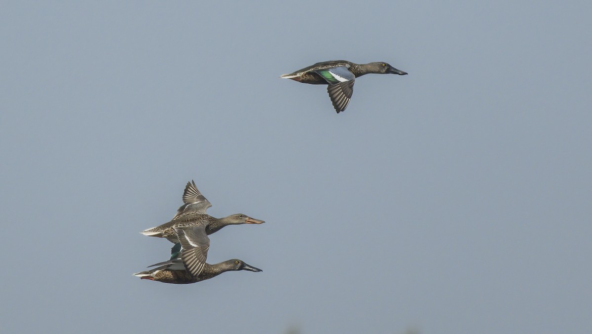 Northern Shoveler - ML610848233