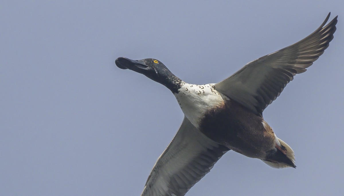 Northern Shoveler - ML610848242