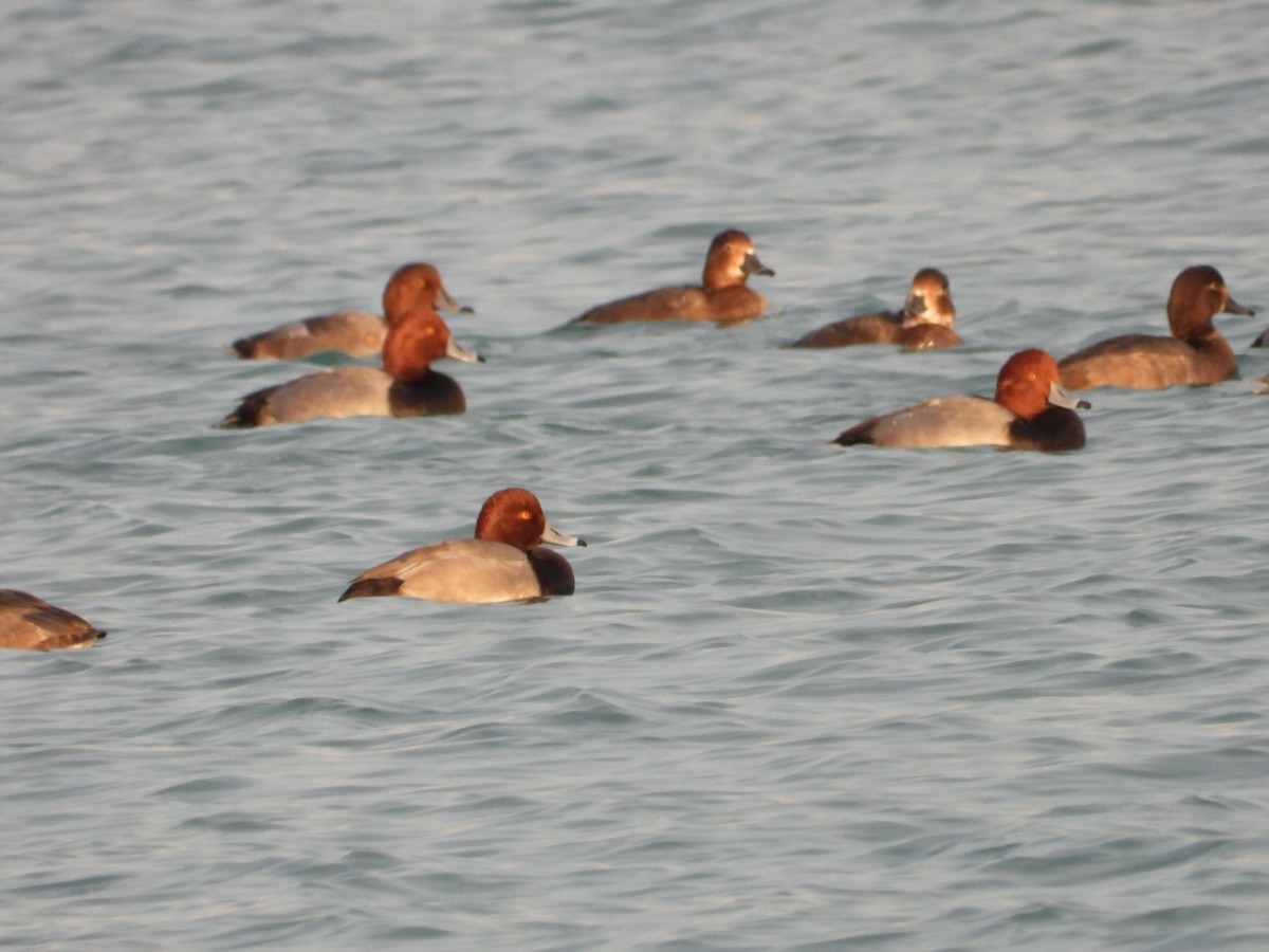 Redhead - Phillip Stosberg