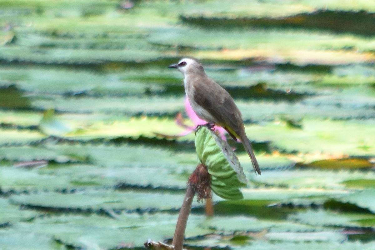 Yellow-vented Bulbul - ML610848404