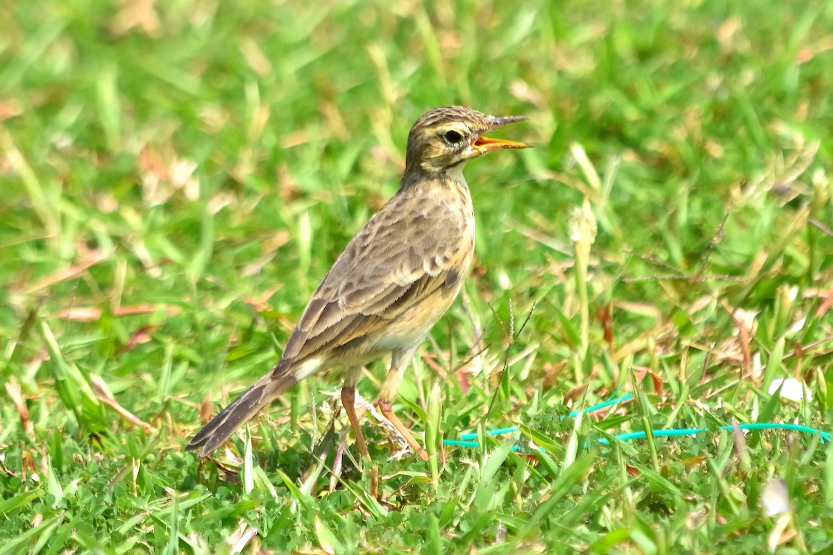 Paddyfield Pipit - ML610848407