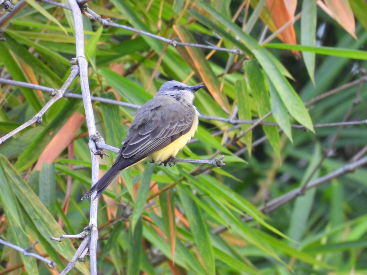 Tropical Kingbird - Lauri Taylor