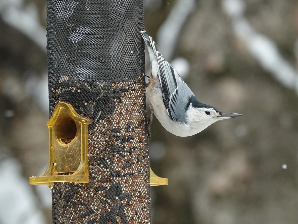 White-breasted Nuthatch - ML610848483