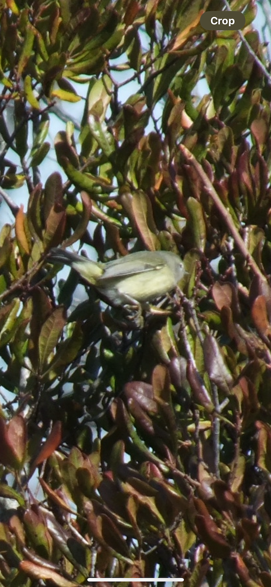 Orange-crowned Warbler - ML610848524