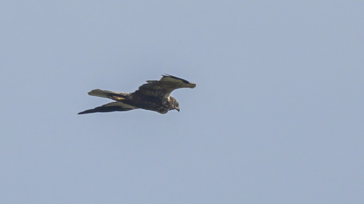 Western Marsh Harrier - Francisco Pires