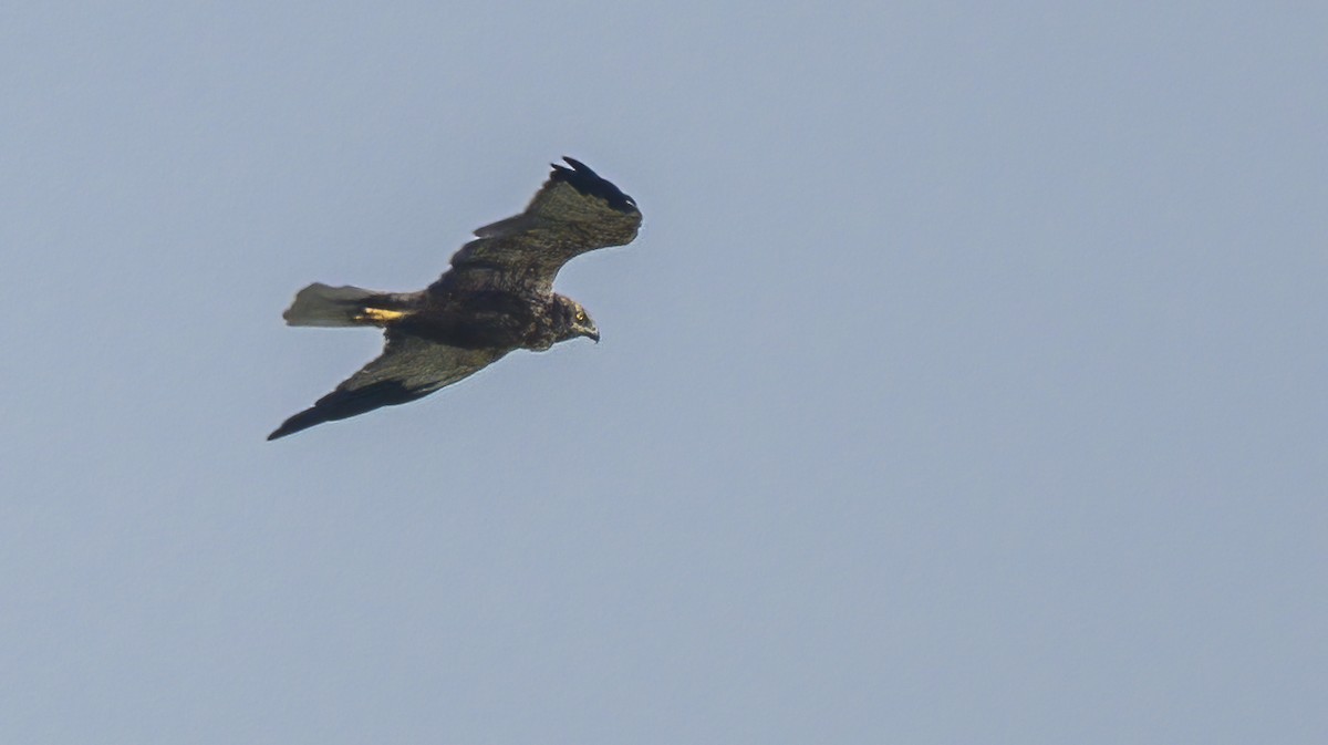 Western Marsh Harrier - Francisco Pires