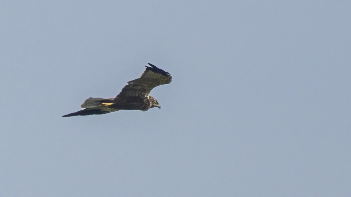 Western Marsh Harrier - Francisco Pires