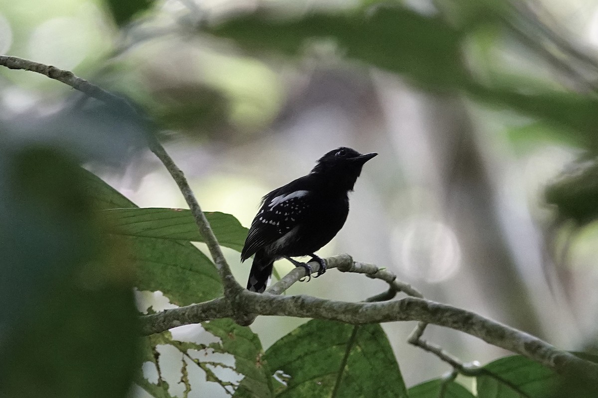 White-flanked Antwren (White-flanked) - ML610848575