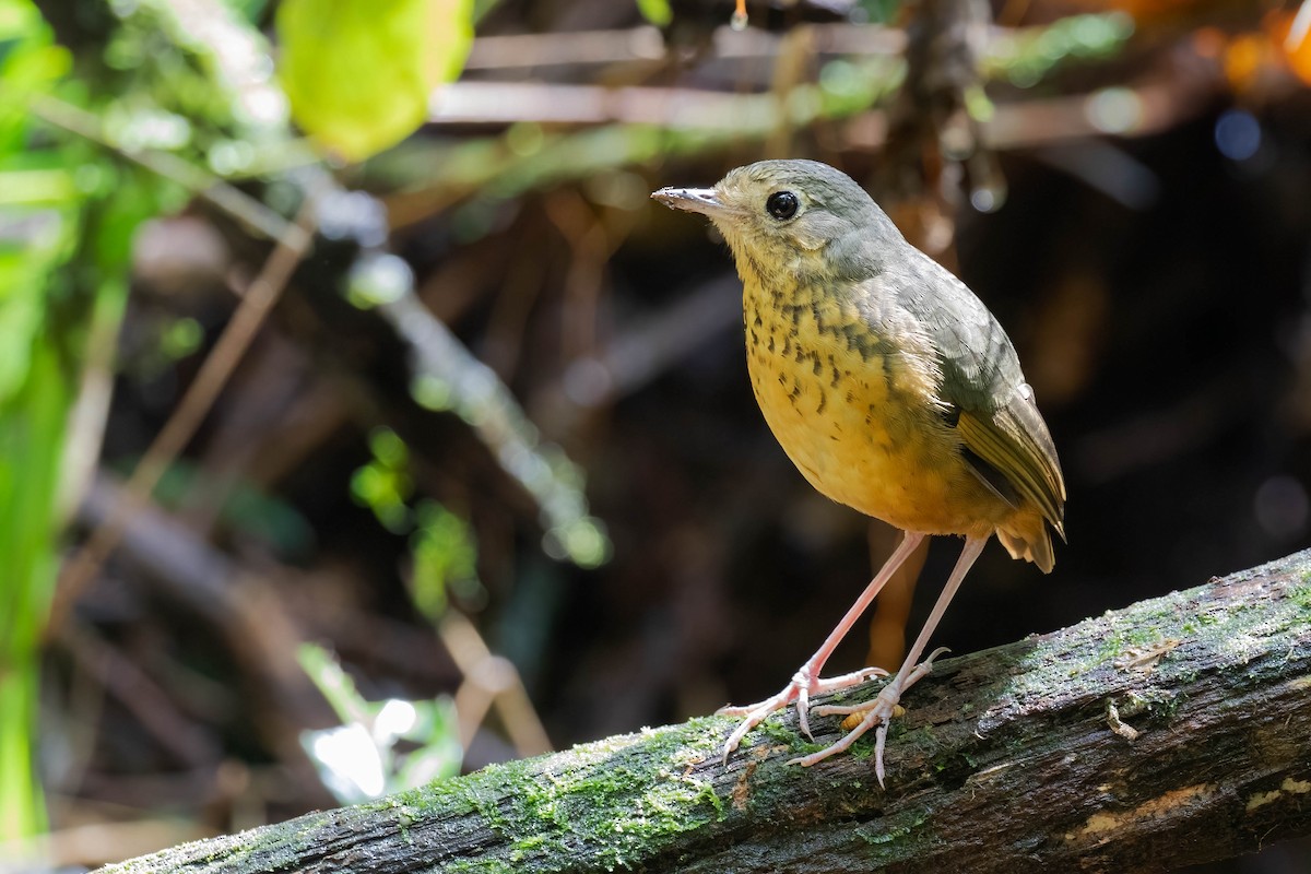 Speckle-breasted Antpitta - ML610848701