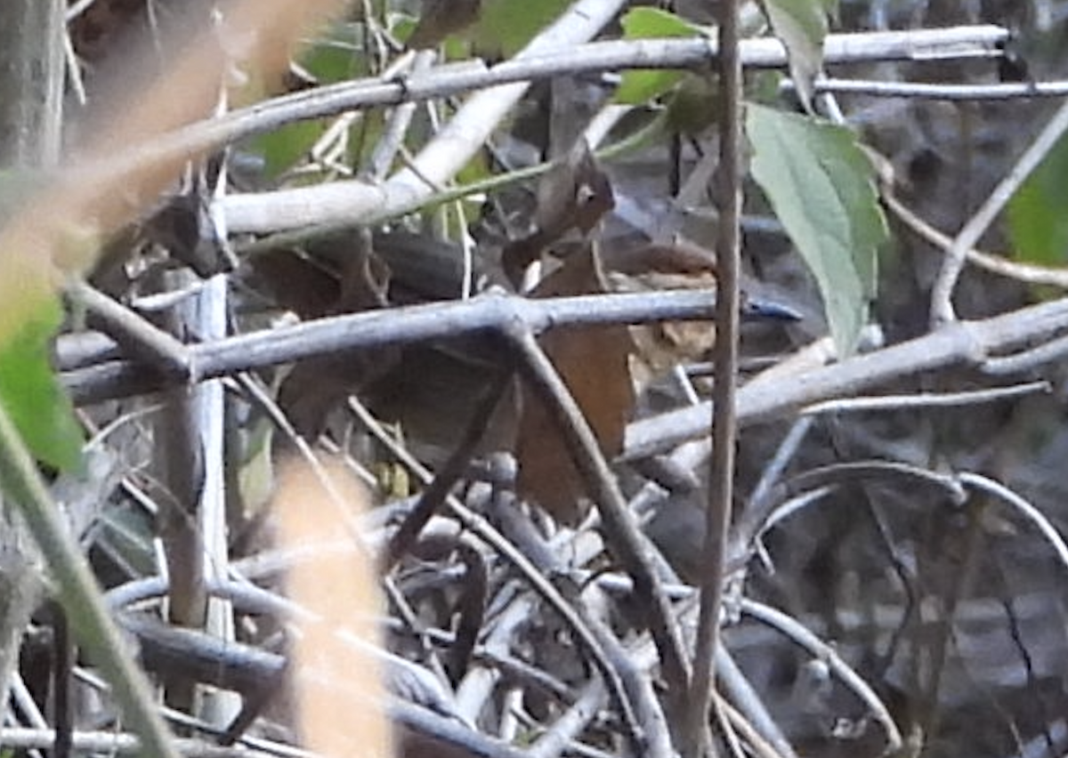 Buff-banded Bushbird - ML610848764