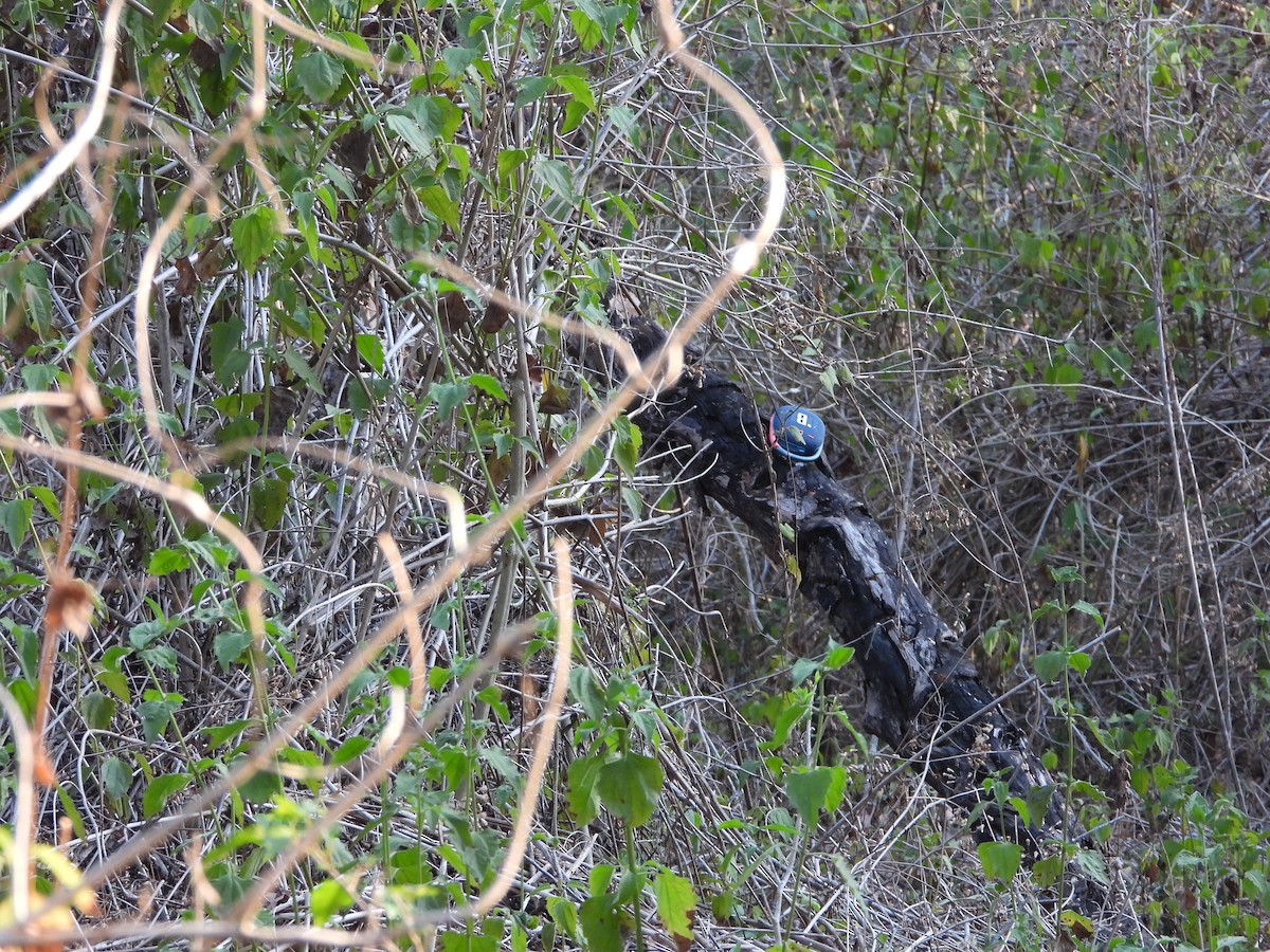 Buff-banded Bushbird - ML610848765