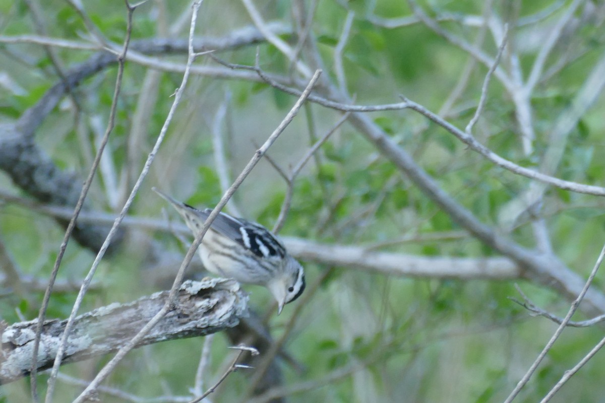 Black-and-white Warbler - ML610848789
