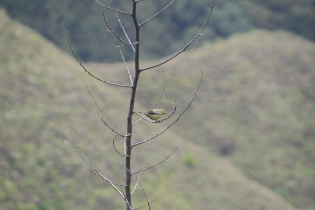 Palm Tanager - Juan Rafael Gomez Arbelaez