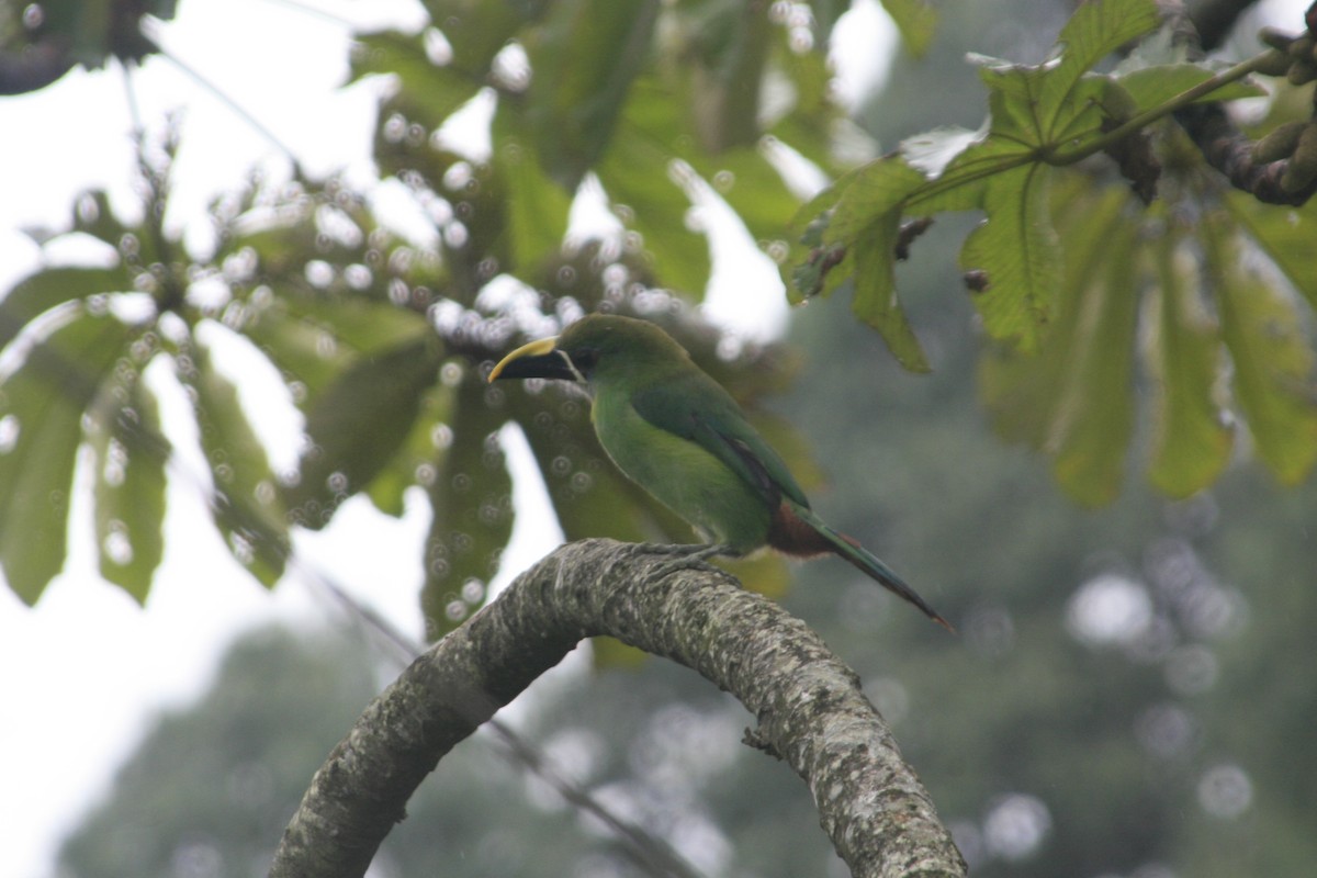 Southern Emerald-Toucanet - Juan Rafael Gomez Arbelaez