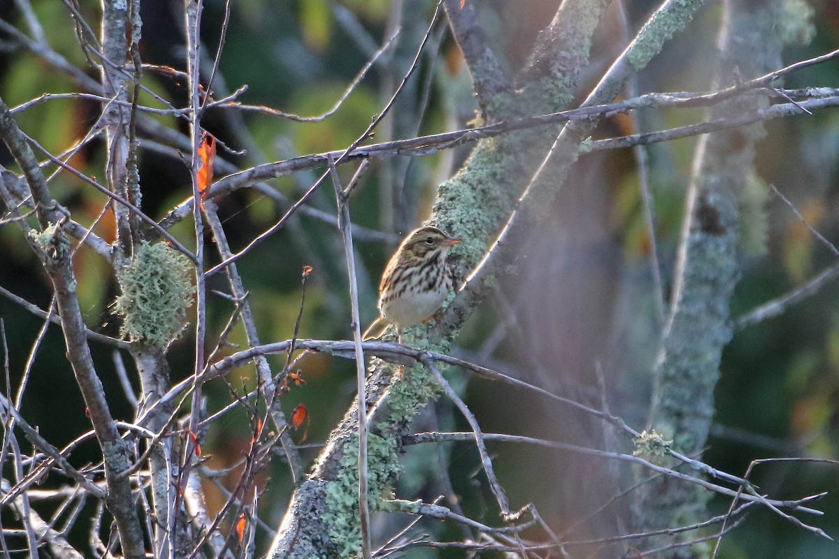 Savannah Sparrow (Savannah) - Daniel  Bellich