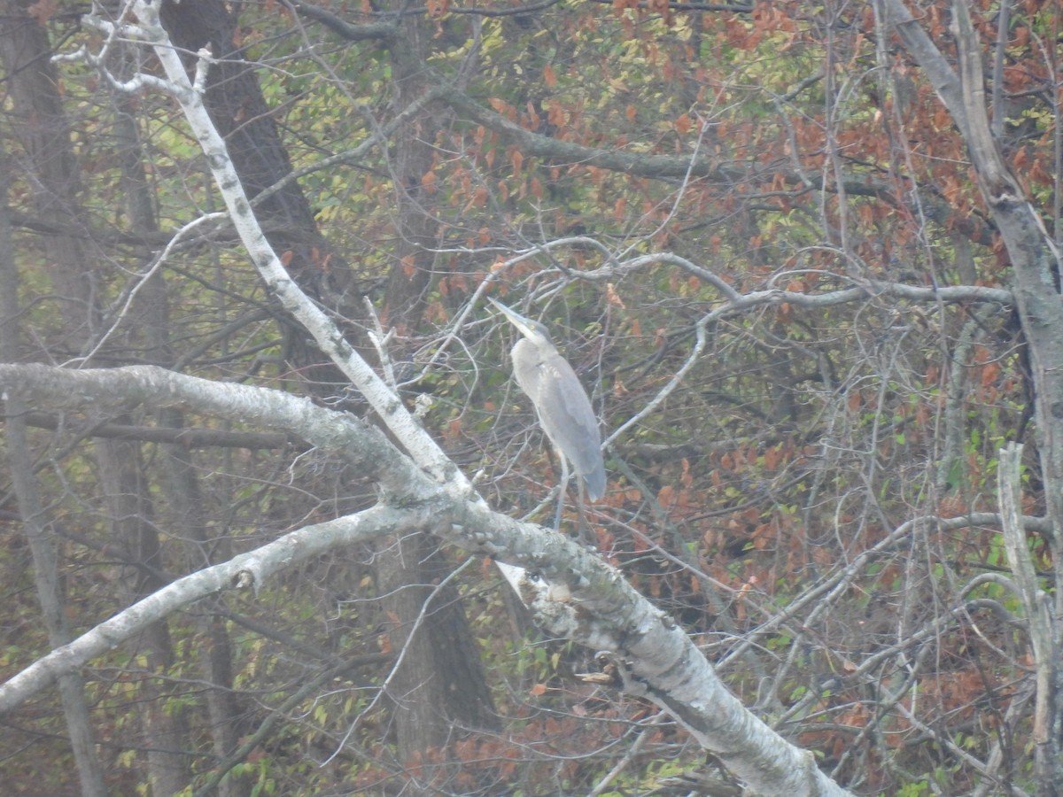 Great Blue Heron - Kristina Beeby Curtis