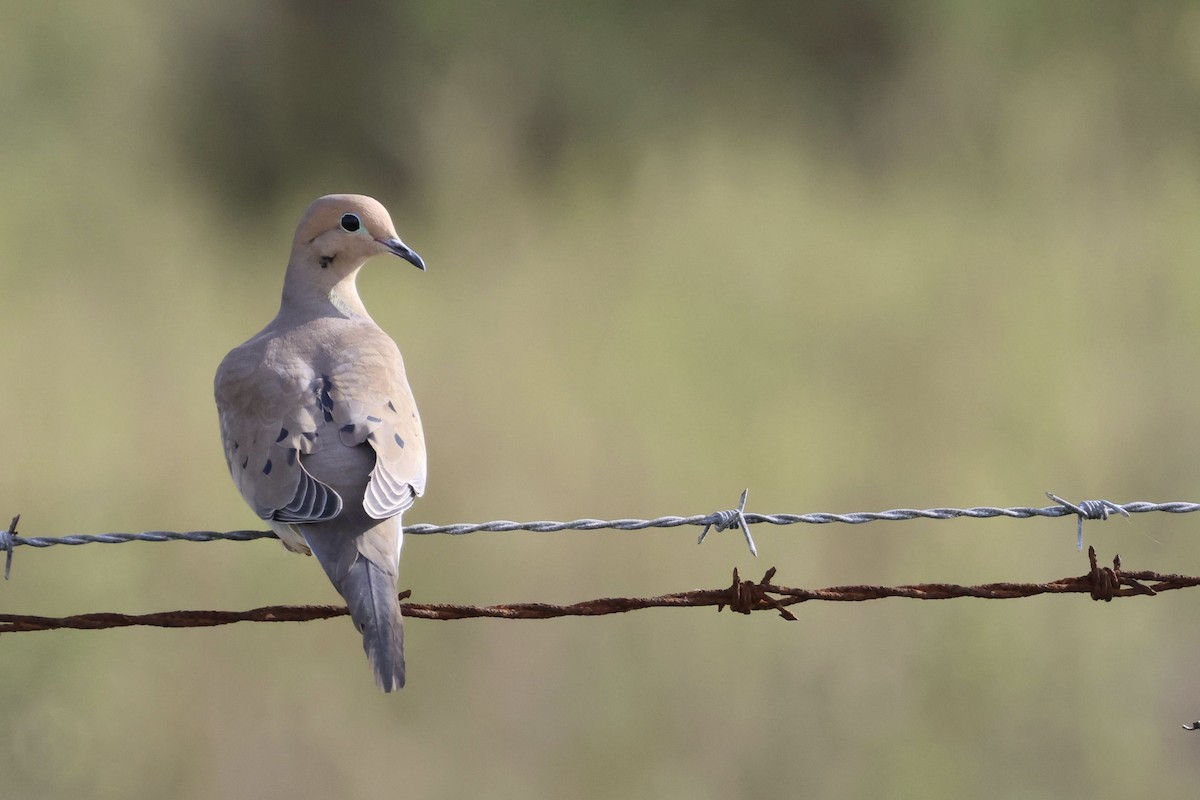 Mourning Dove - ML610849190
