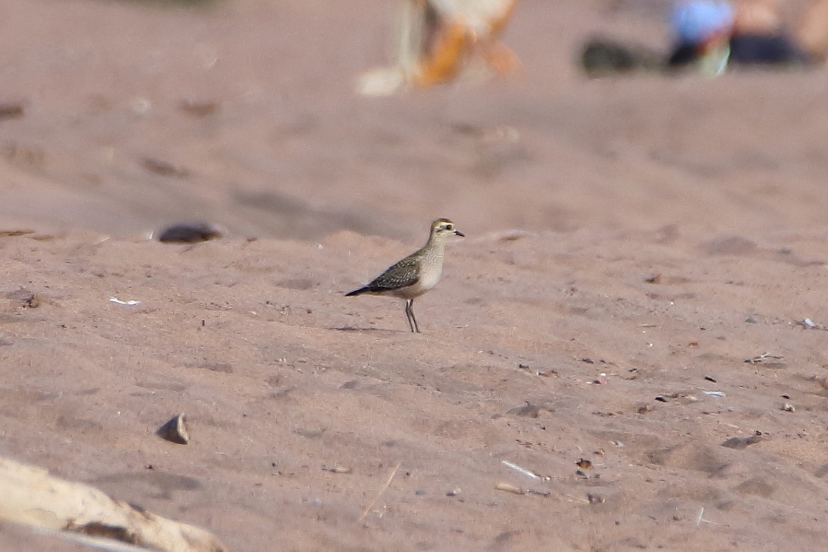 American Golden-Plover - Daniel  Bellich