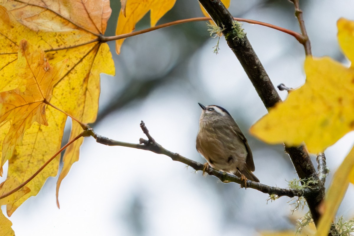 Golden-crowned Kinglet - Peter Lypkie