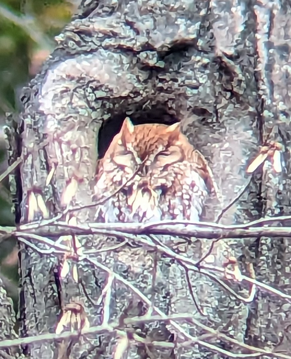 Eastern Screech-Owl - ML610849716