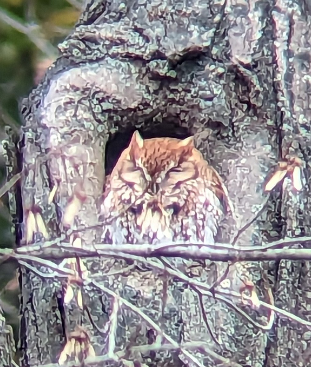 Eastern Screech-Owl - ML610849717