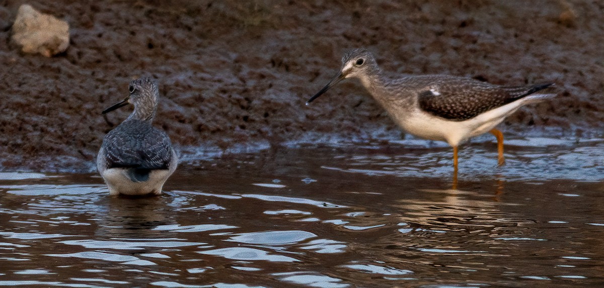 Greater Yellowlegs - ML610849743