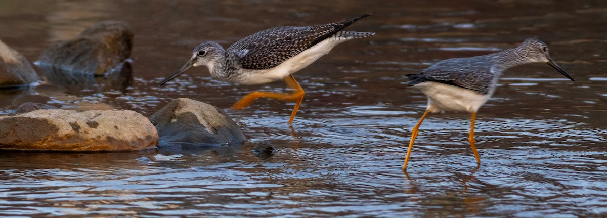 Greater Yellowlegs - ML610849744