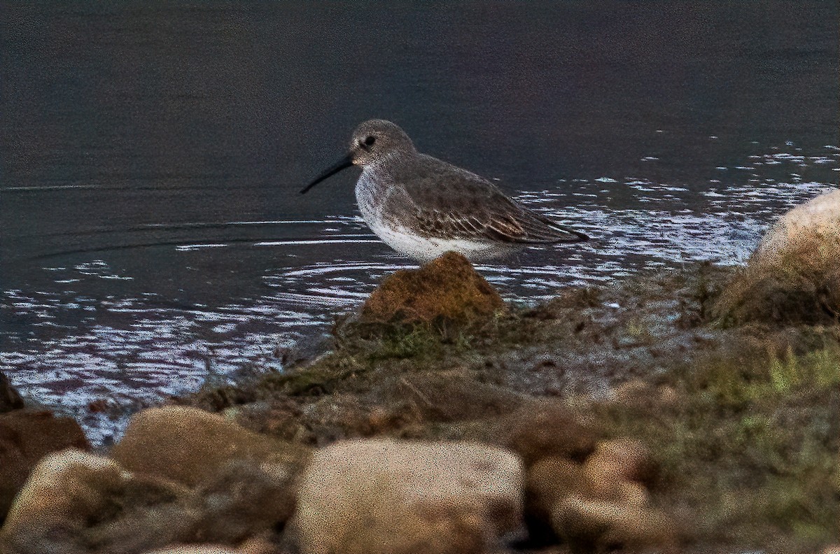 Dunlin - ML610849750