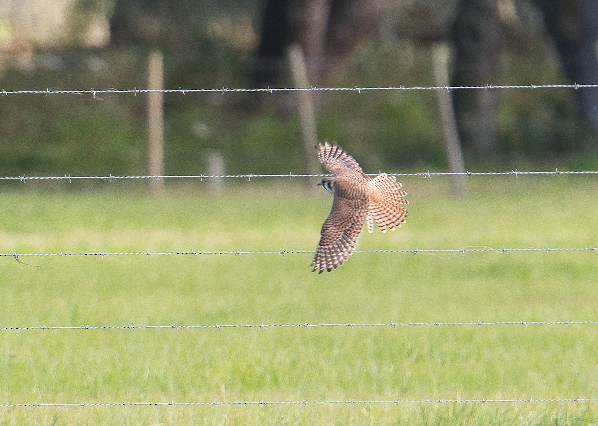 American Kestrel - ML610849765