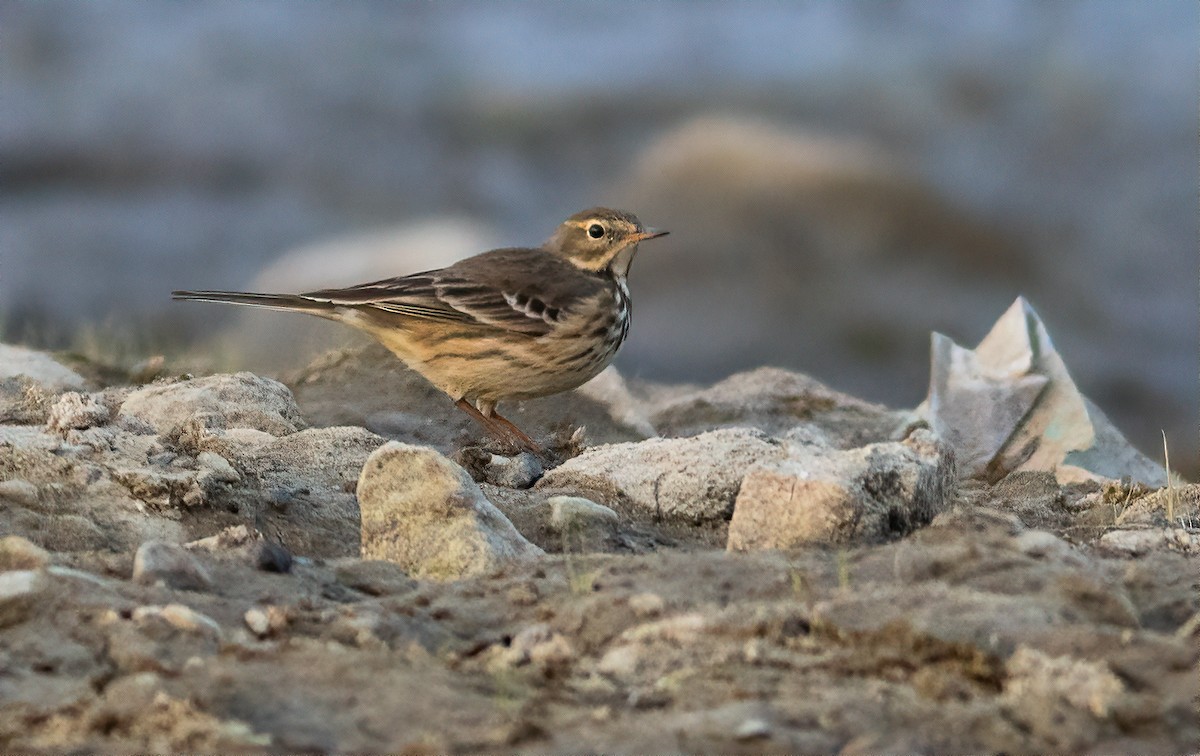 Pipit d'Amérique - ML610849769