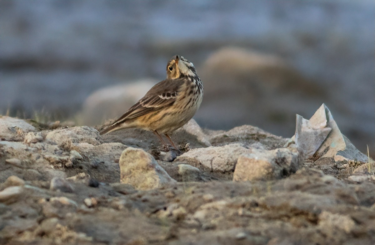 Pipit d'Amérique - ML610849874