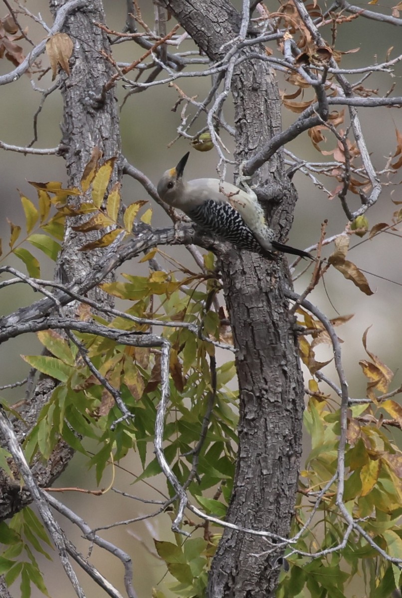 Golden-fronted Woodpecker (Northern) - Tom Forwood JR