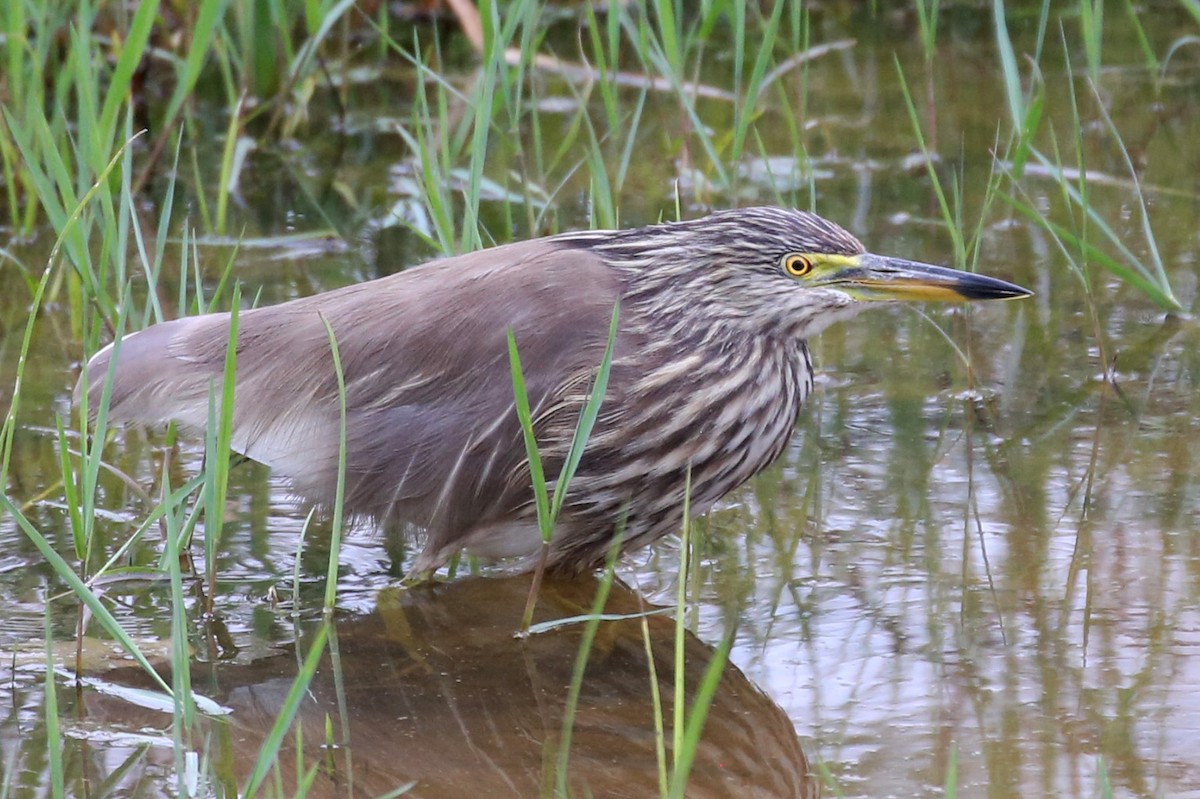 Indian Pond-Heron - ML610849910