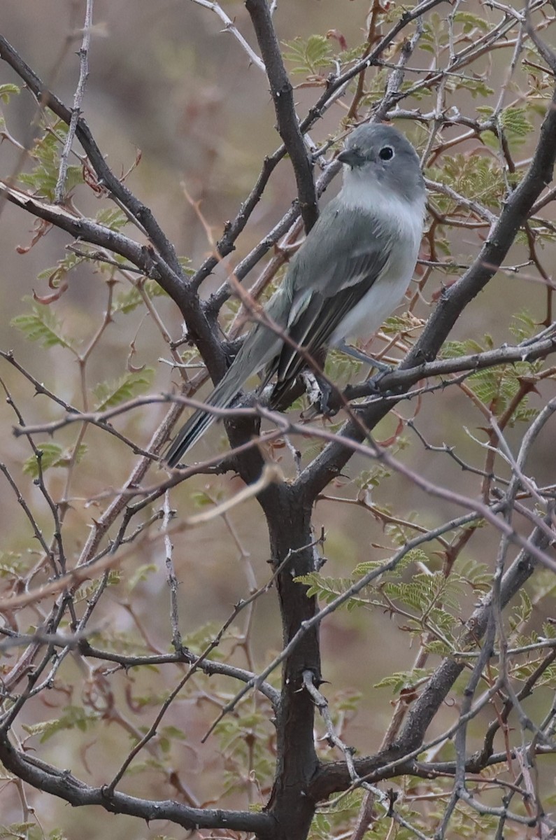 Gray Vireo - Tom Forwood JR