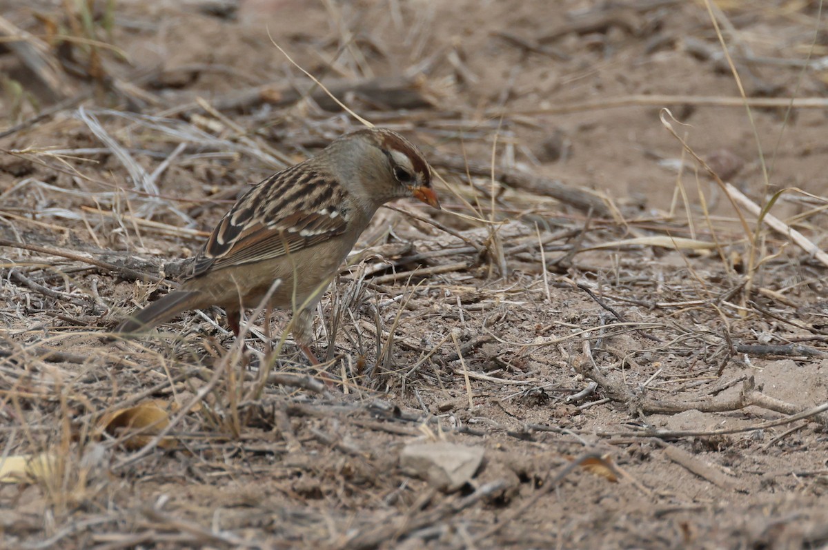 strnadec bělopásý (ssp. gambelii) - ML610849988