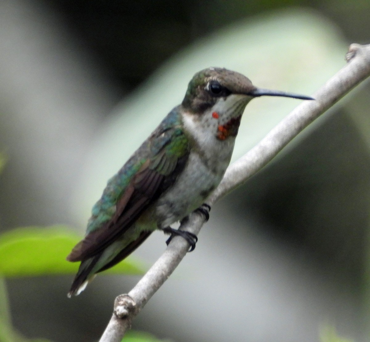 Colibrí Gorjirrubí - ML610850104