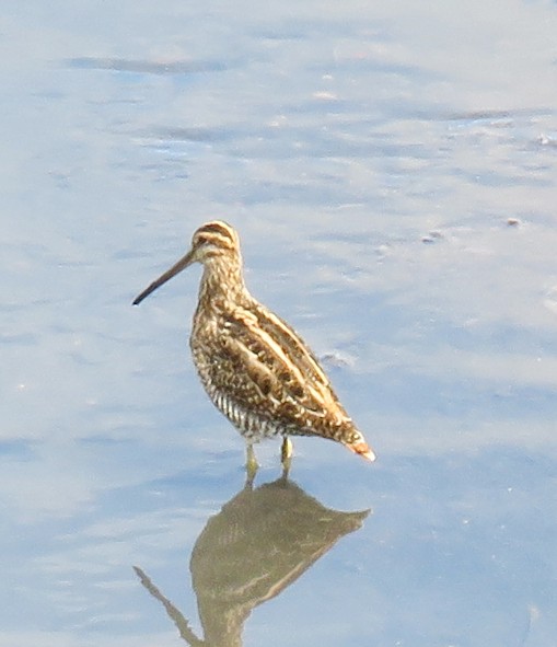 Wilson's Snipe - ML610850335