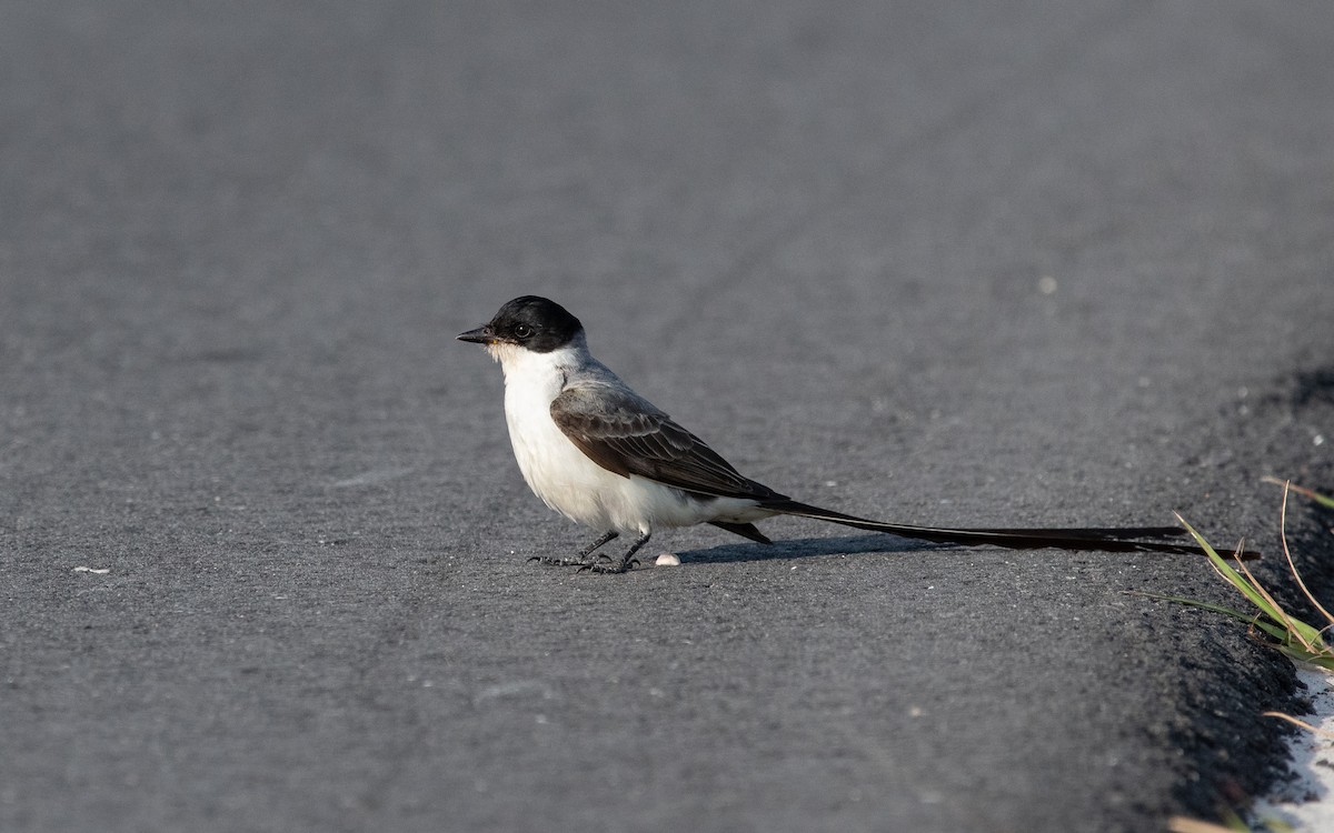 Fork-tailed Flycatcher - ML610850568