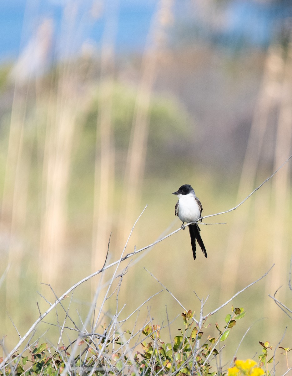 Fork-tailed Flycatcher - ML610850570