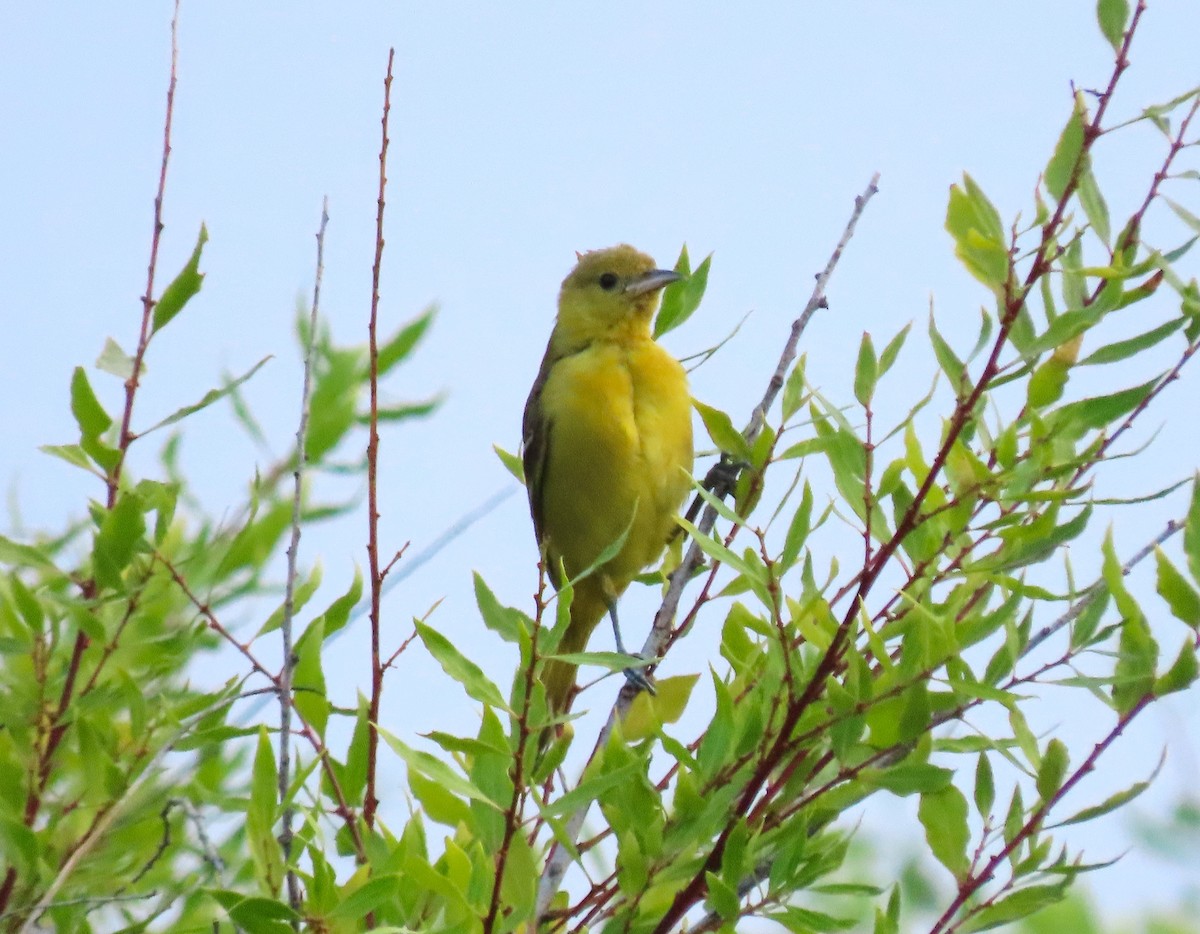 Orchard Oriole - ML610850573