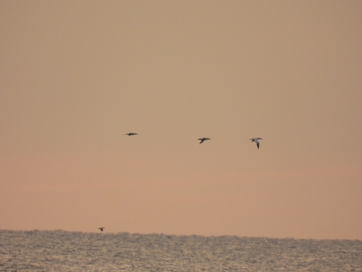 Northern Gannet - ML610850641