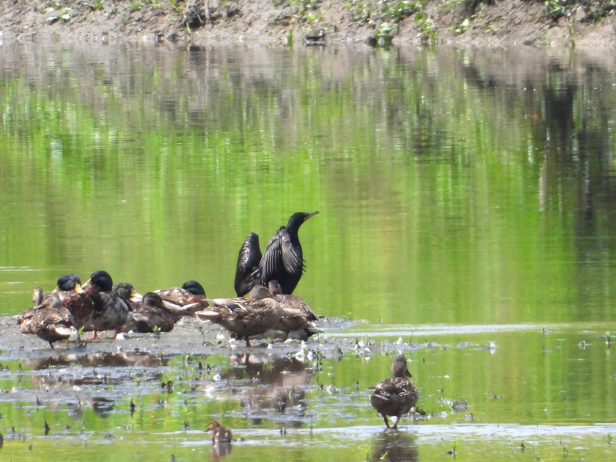 Double-crested Cormorant - ML610850703