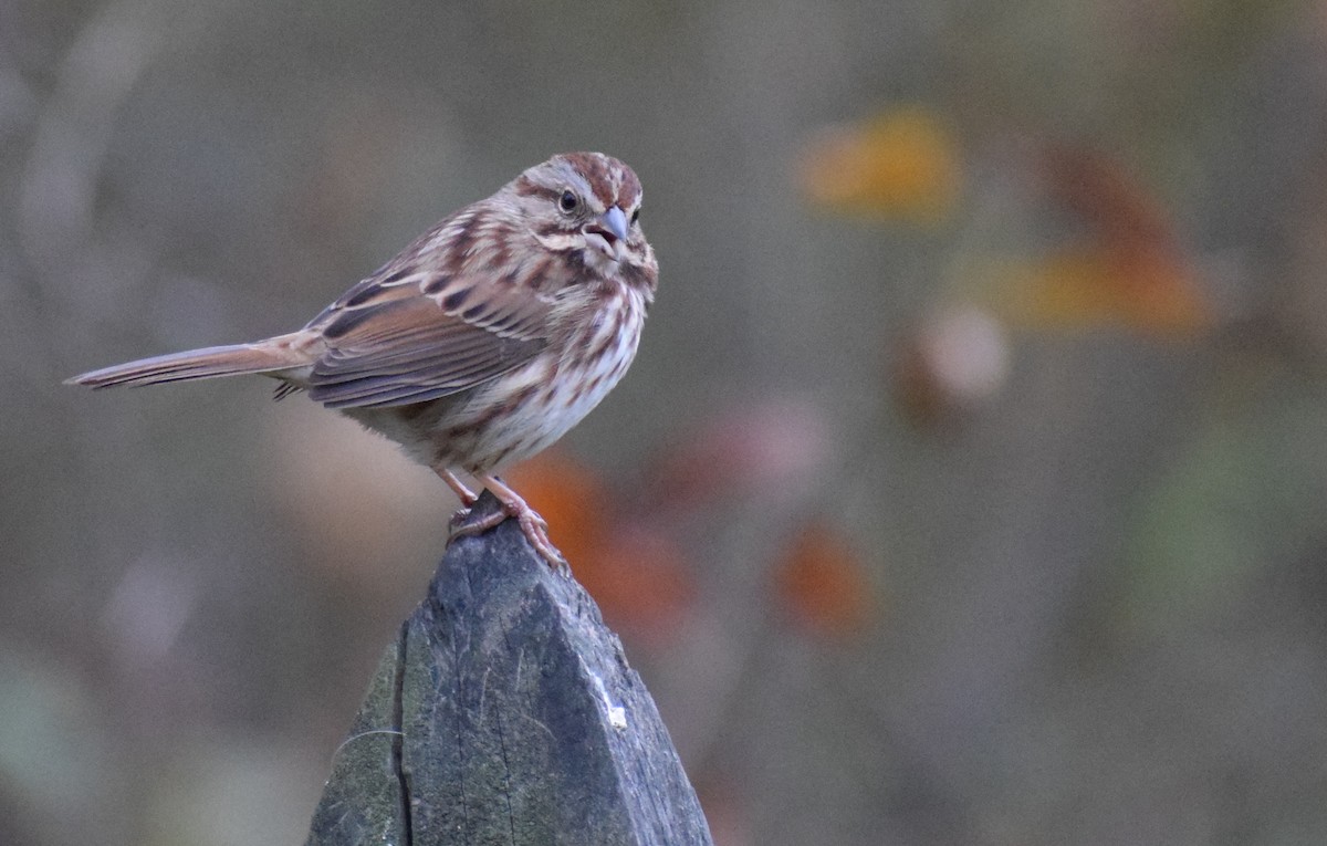 Song Sparrow - ML610850717