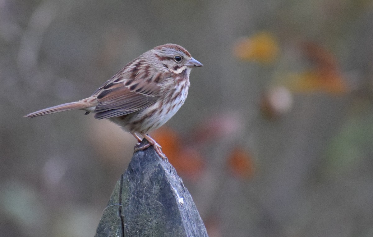 Song Sparrow - ML610850719