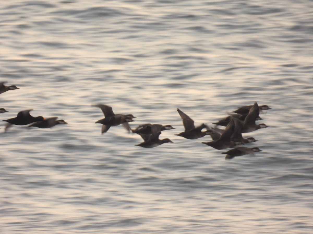 Black Scoter - John McKay