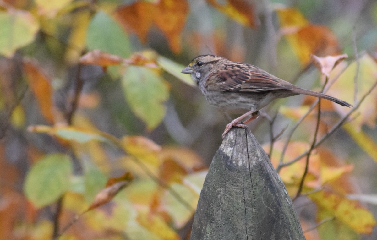 White-throated Sparrow - ML610850721