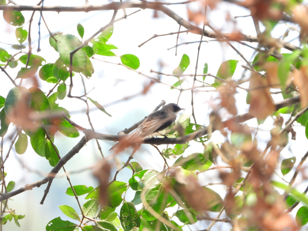 Malaysian Pied-Fantail - ML610850920