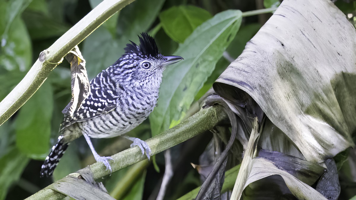 Barred Antshrike (Barred) - ML610850972